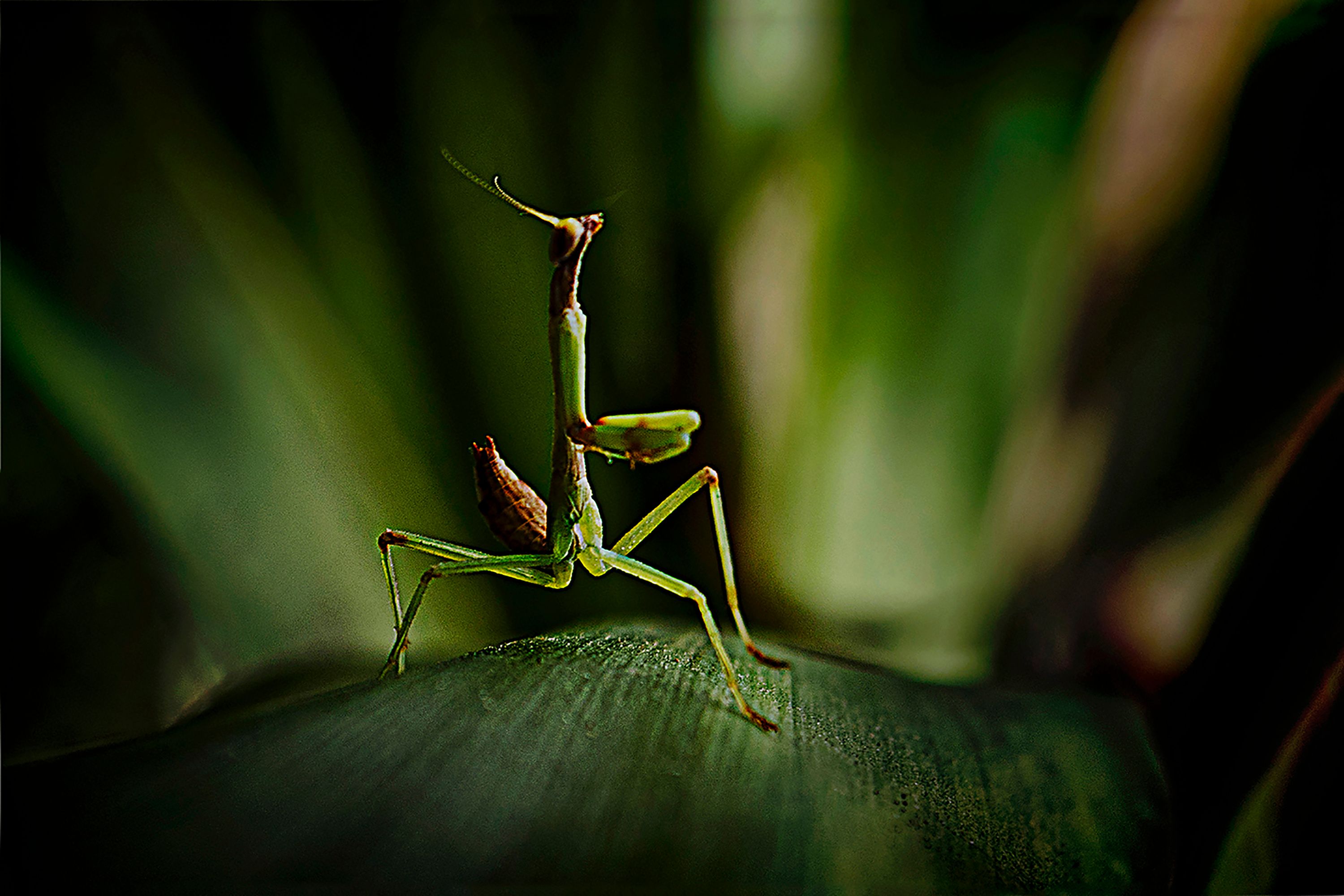 Mantis Religiosa